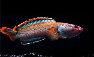 国产雷龙观赏性高吗视频