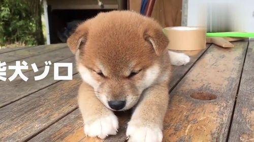 国产小奶狗在线看视频,在线观看视频，心动瞬间尽收眼底