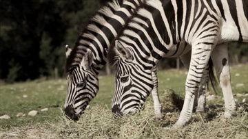 动物世界视频国产,揭秘中国动物世界