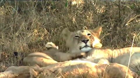 动物世界视频国产,揭秘中国动物世界  第3张