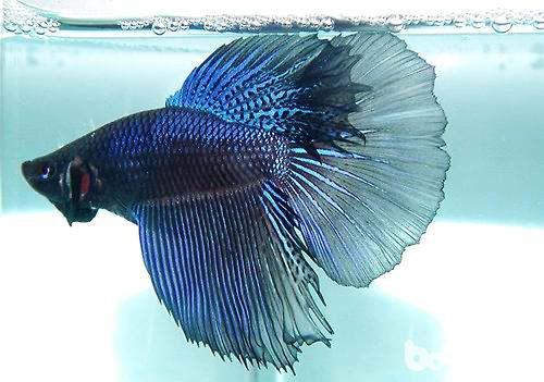 国产斗鱼如何繁殖视频