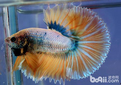 国产斗鱼如何繁殖视频  第2张