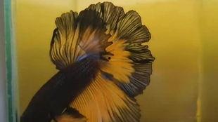 国产斗鱼如何繁殖视频  第3张